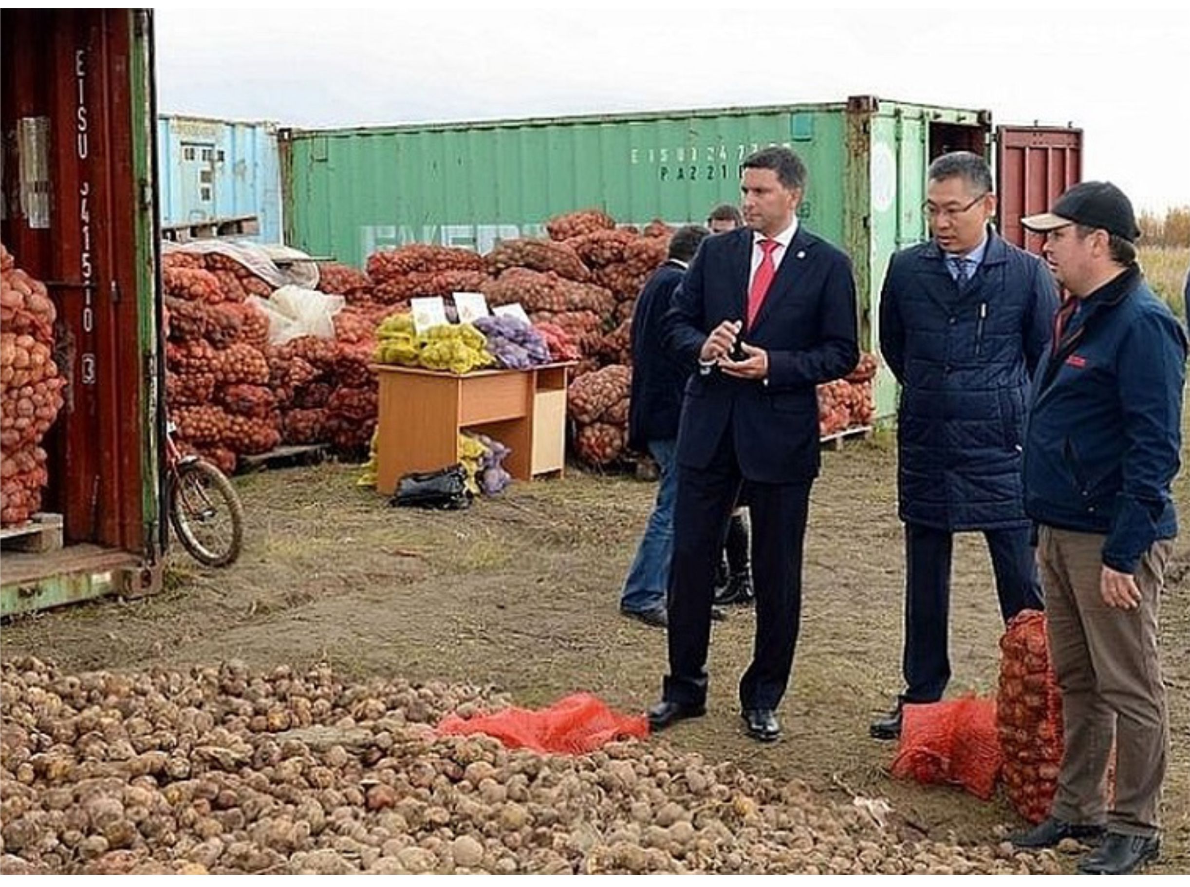 В сентябре был собран рекордный урожай. Сельское хозяйство на Ямале. Рекордный урожай. Посевная картофель АПК. Ямальский картофель.